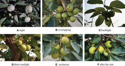 Polar-Net: Green fruit instance segmentation in complex orchard environment